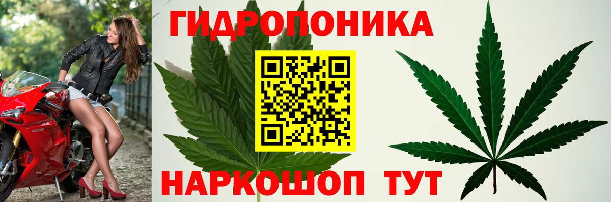 Марихуана конопля Муравленко